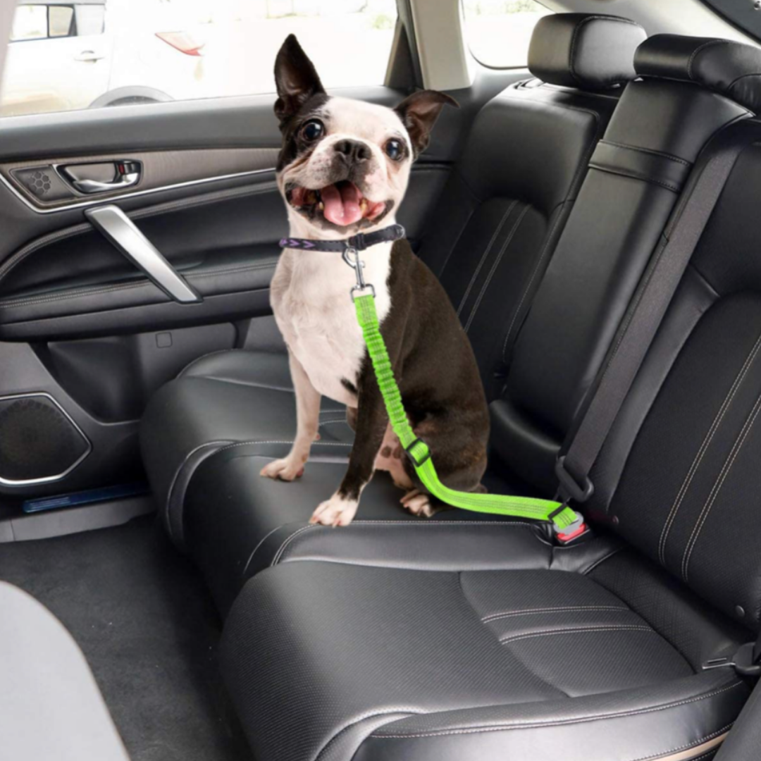 Dog Seat Belt