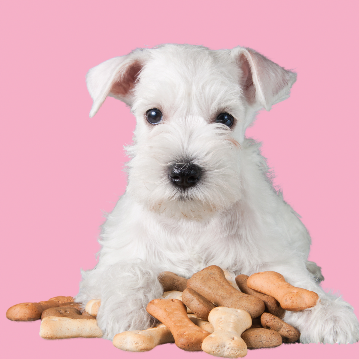White dog with Friends Pawever bone-shaped dog treats