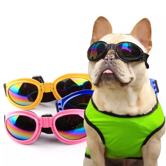 Big Dogs Sunglasses
